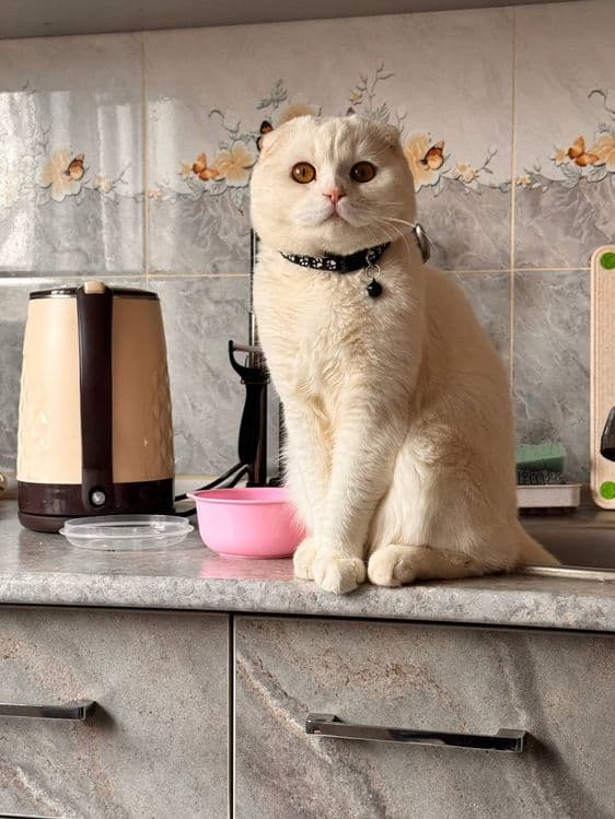 вислоухий кот (скоттиш фолд) — 2