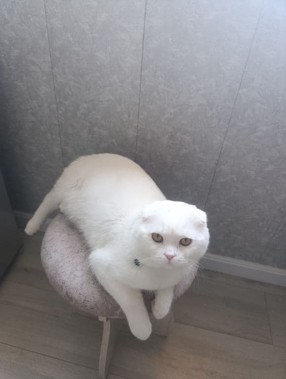 вислоухий кот (скоттиш фолд) — 3