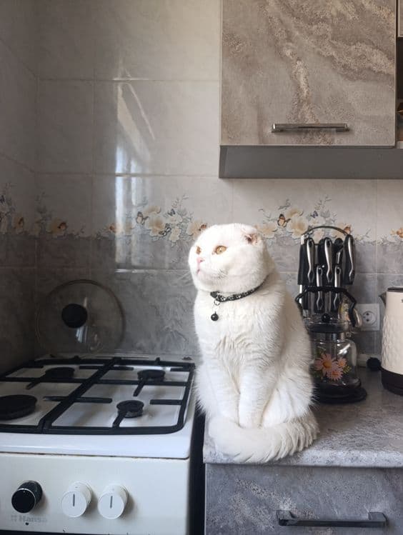 вислоухий кот (скоттиш фолд) — 4