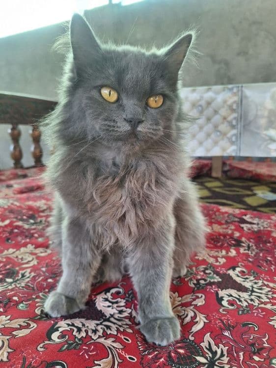 Britanski mushuk — 1