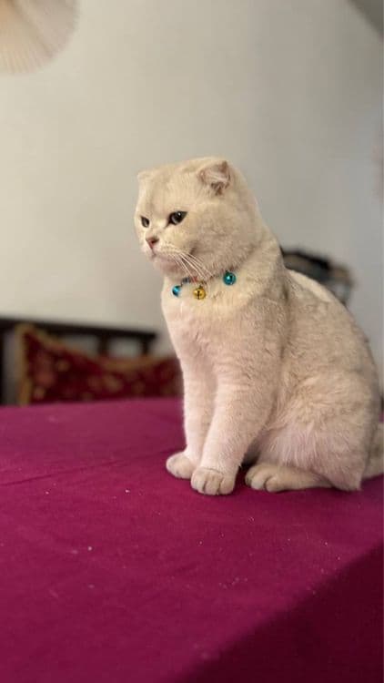 Seribristiy shinshilla viyaska — 3