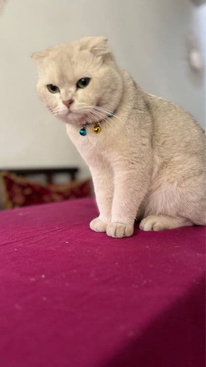Seribristiy shinshilla viyaska — 4