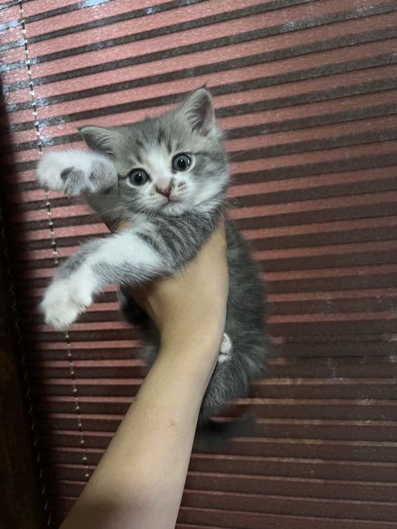 Кошка Шотлантский — 2