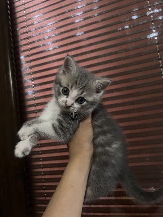 Кошка Шотлантский — 3