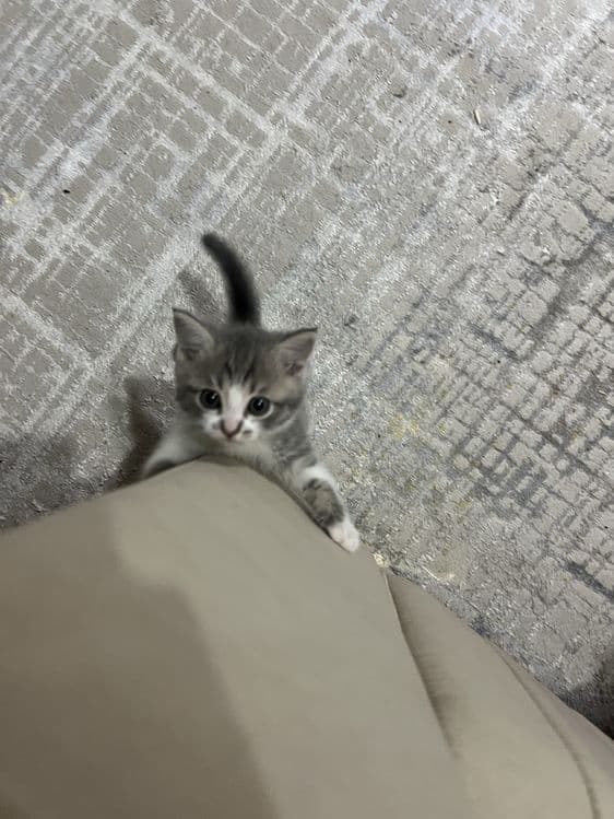 Кошка Шотлантский — 5