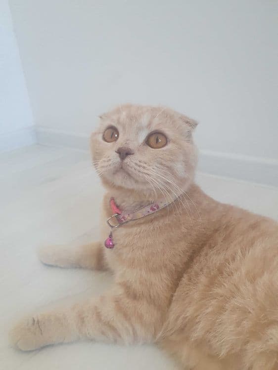 Продается кошка породы Скоттиш фолд — 2