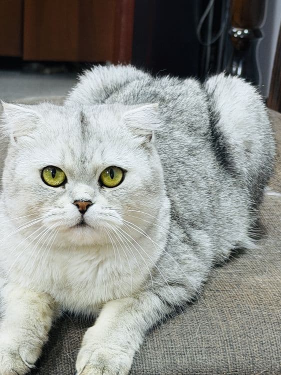 Продаётся кошка порода «Британская шиншила» фоулд — 1