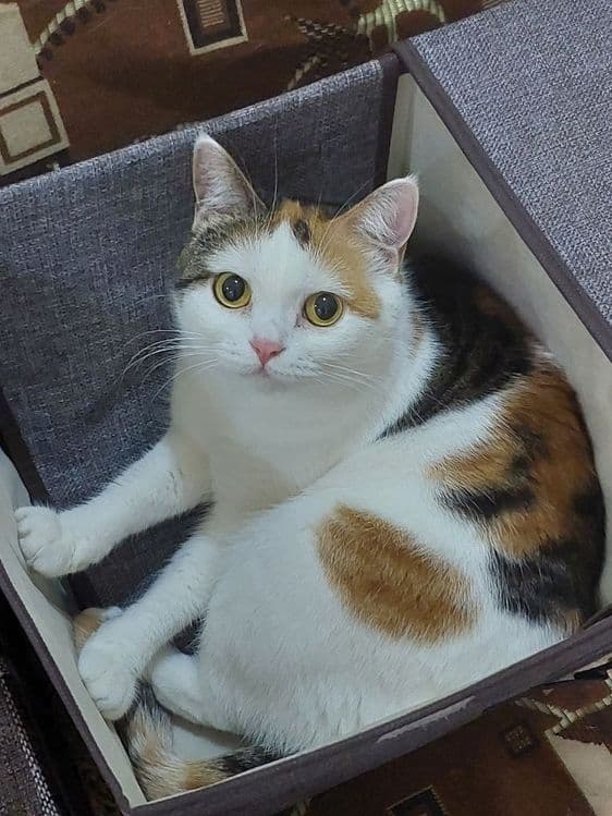 Красивая,умная кошечка — 1