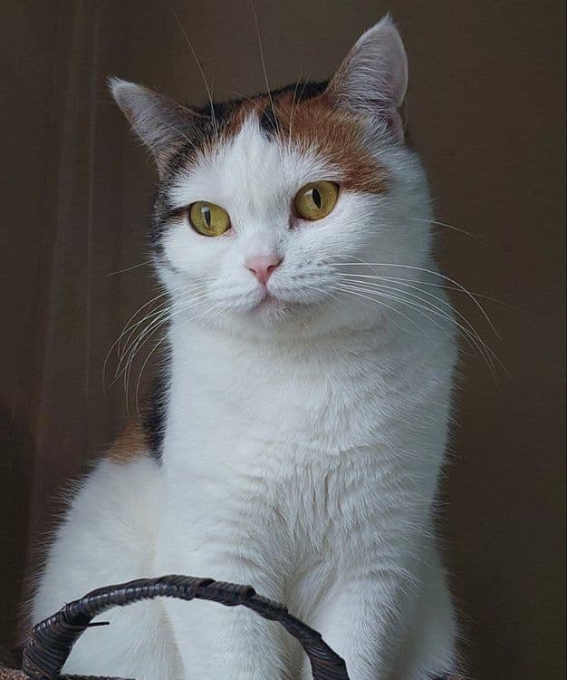 Красивая,умная кошечка — 2
