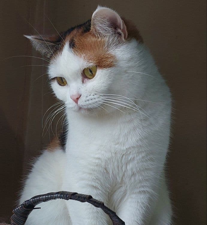 Красивая,умная кошечка — 3