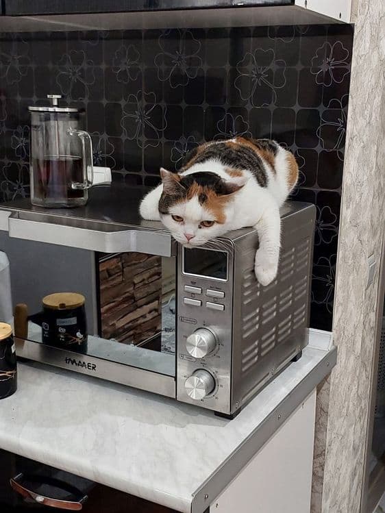 Красивая,умная кошечка — 4