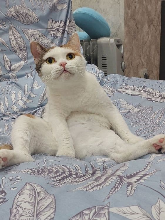 Красивая,умная кошечка — 5