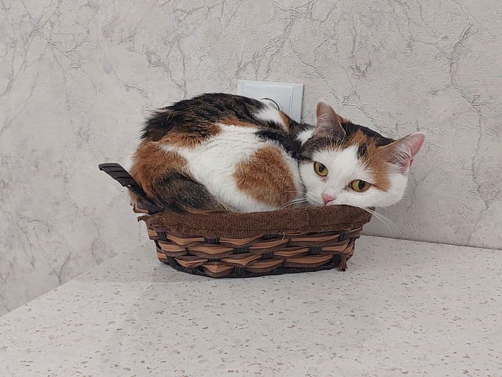 Красивая,умная кошечка — 6