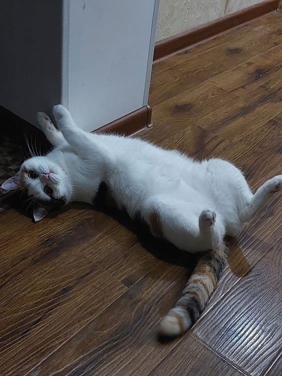 Красивая,умная кошечка — 7