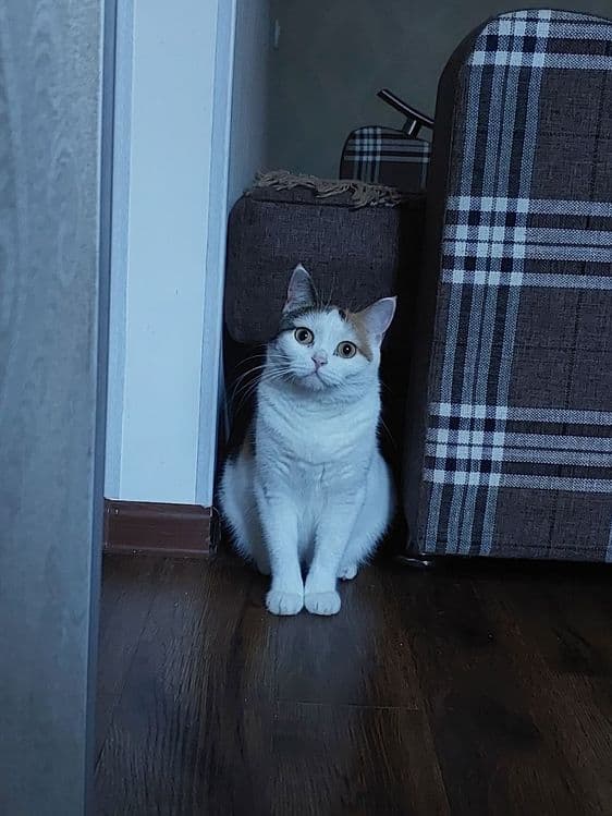 Красивая,умная кошечка — 8