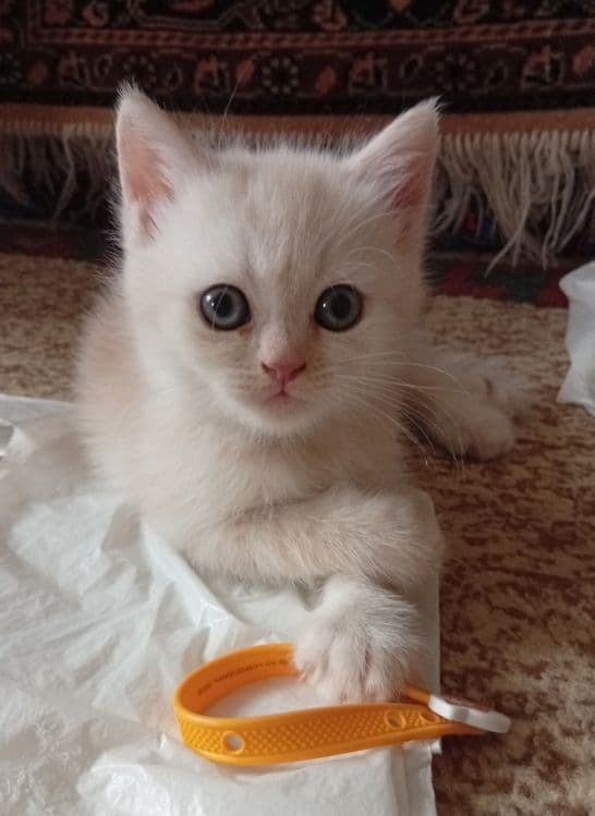 Акция!Британские котята,за двоих 700.000! — 2