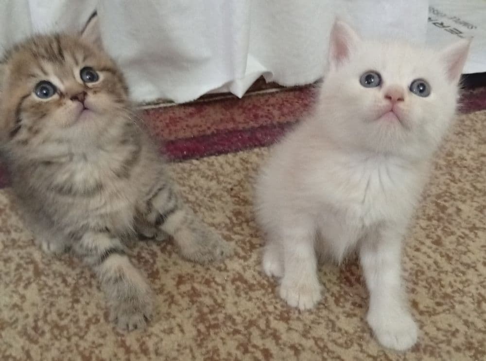 Акция!Британские котята,за двоих 700.000! — 4