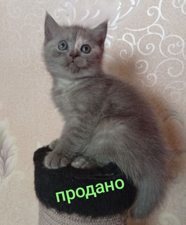 Акция!Британские котята,за двоих 700.000! — 5
