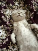 вислоухие котята