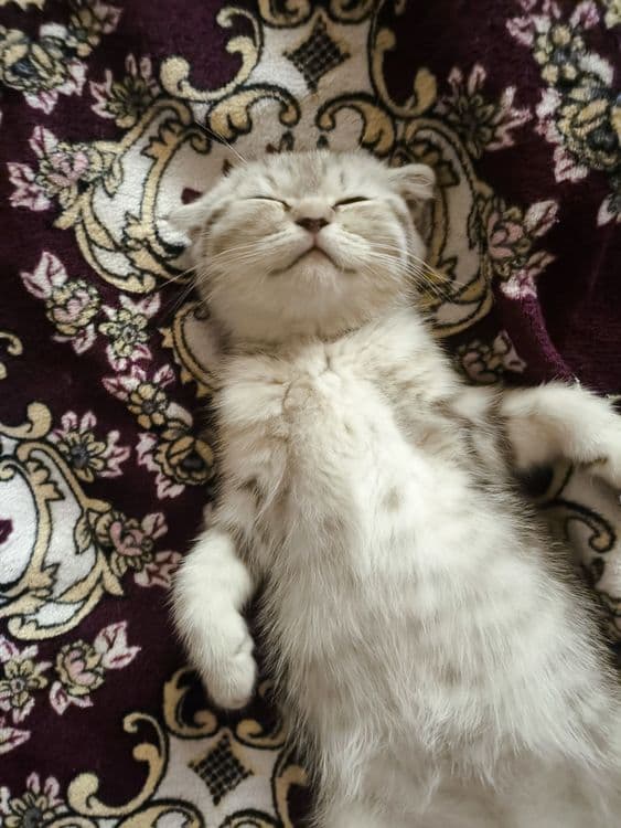 вислоухие котята