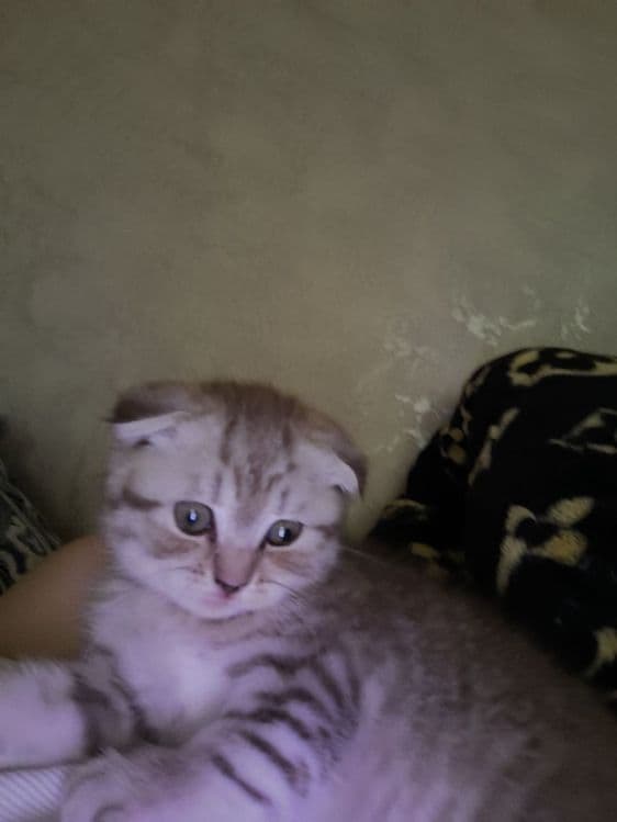 вислоухие котята — 2