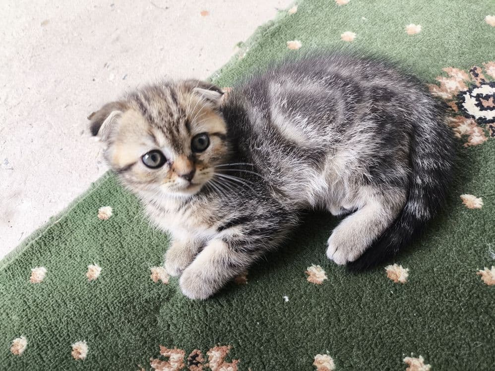 вислоухие котята — 3