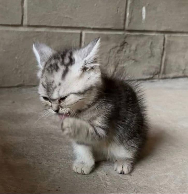 вислоухие котята — 4