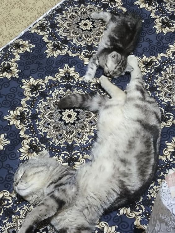 вислоухие котята — 5