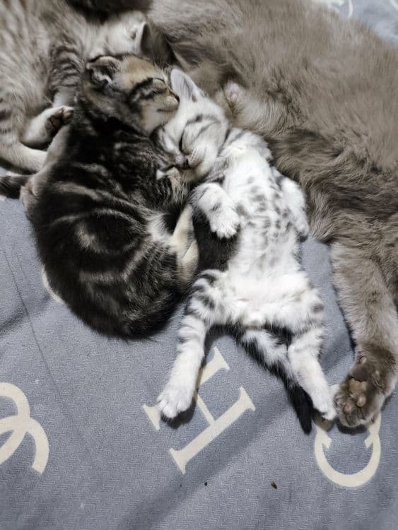 вислоухие котята — 7