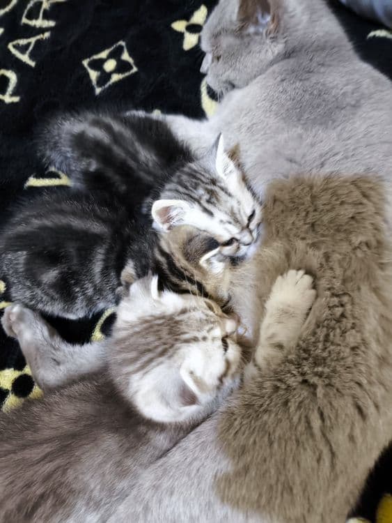 вислоухие котята — 8