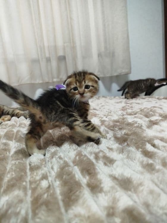 Продаются потрясающие, красивые, ласковые , нежные породистые котята — 2