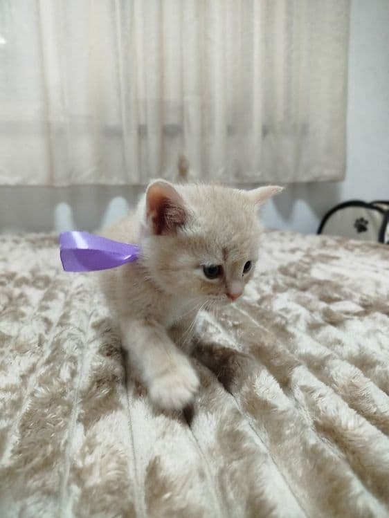 Продаются потрясающие, красивые, ласковые , нежные породистые котята — 4