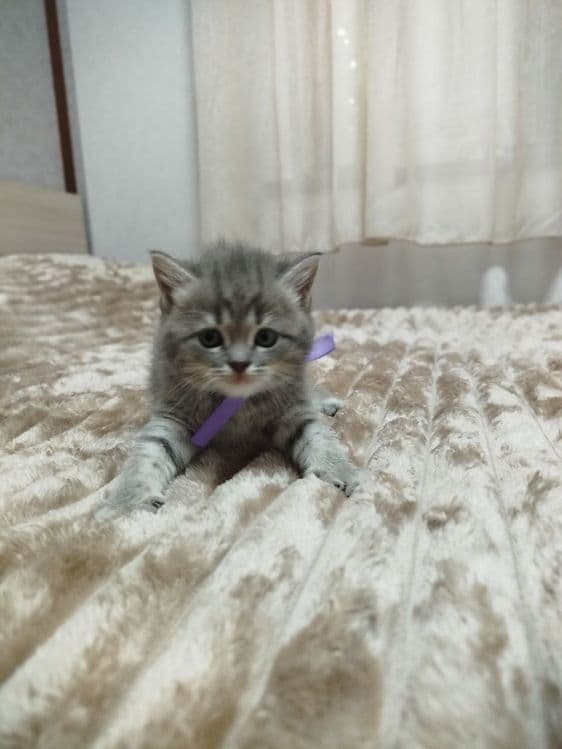 Продаются потрясающие, красивые, ласковые , нежные породистые котята — 6