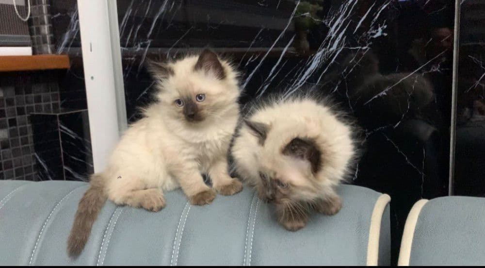 Продаю Сиамские котят — 1