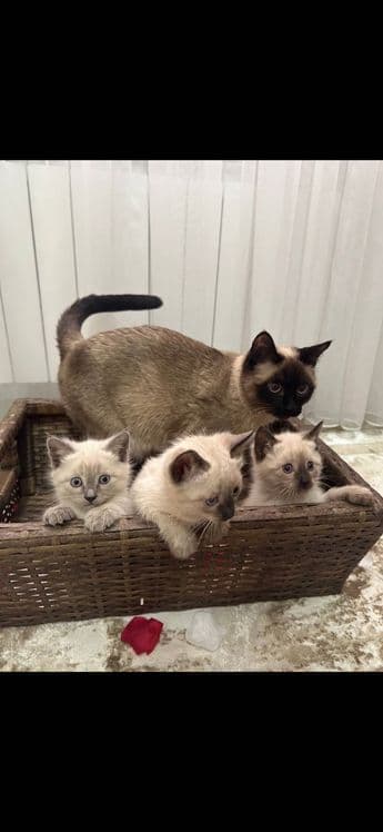 Продаю Сиамские котят — 3