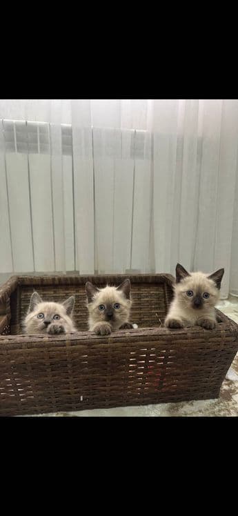 Продаю Сиамские котят — 4