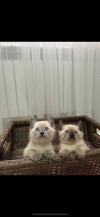 Продаю Сиамские котят — 5