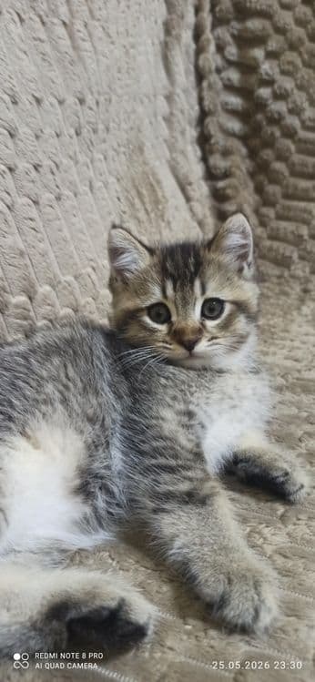 Продаются котята 2 месяца приучены к лотку.  Шиншилла — 1