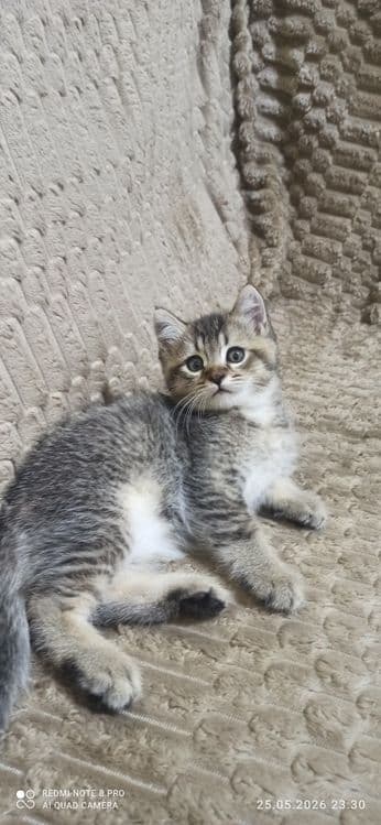 Продаются котята 2 месяца приучены к лотку.  Шиншилла — 2