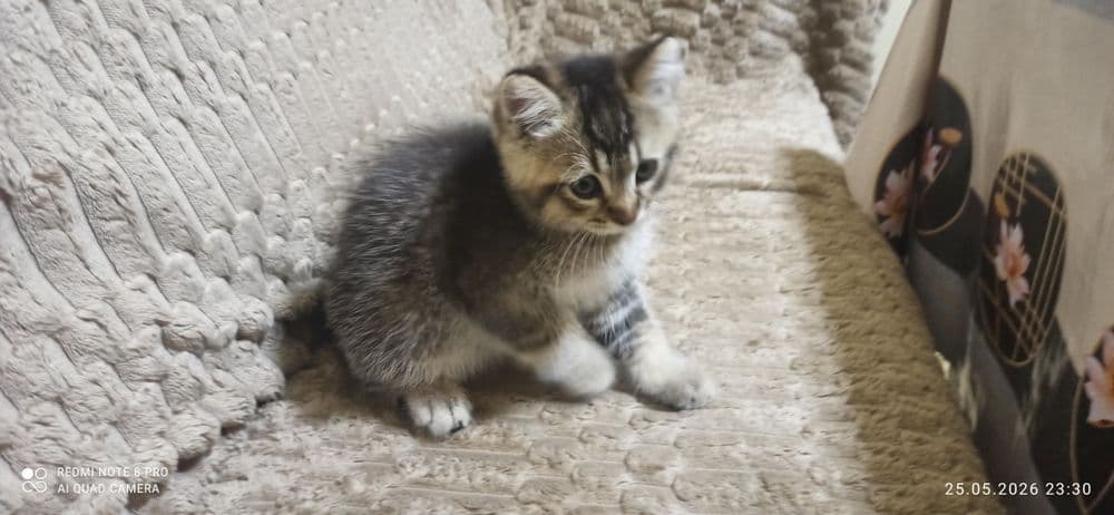 Продаются котята 2 месяца приучены к лотку.  Шиншилла — 3