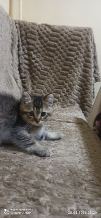 Продаются котята 2 месяца приучены к лотку.  Шиншилла — 4