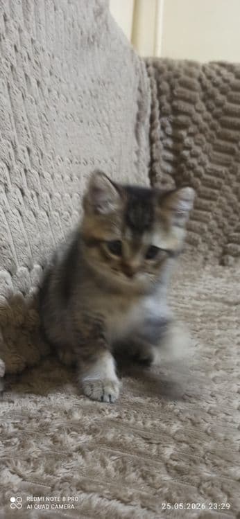 Продаются котята 2 месяца приучены к лотку.  Шиншилла — 5