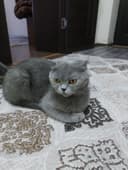 Продам кошку породы Скоттиш фолд