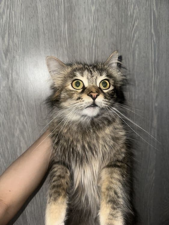 Красивые котята в добрые руки — 1