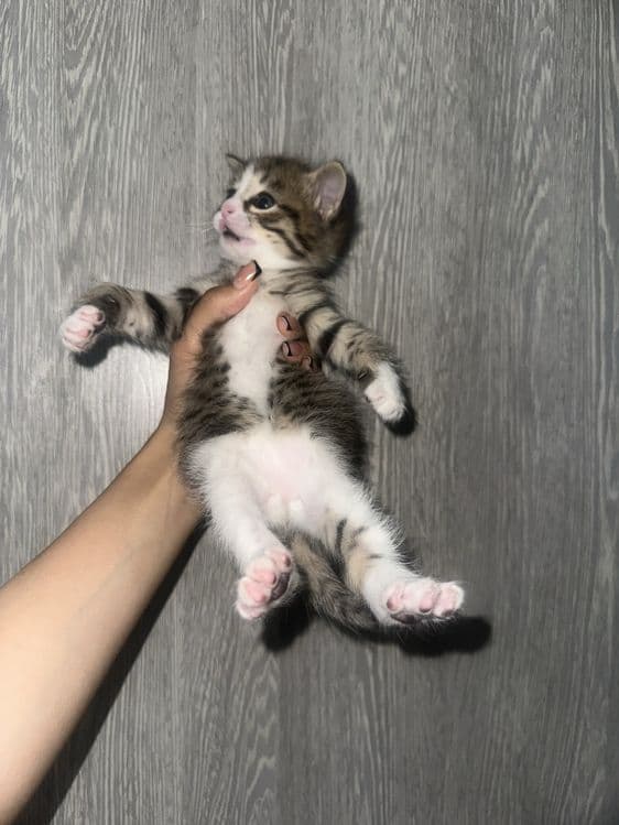 Красивые котята в добрые руки — 2
