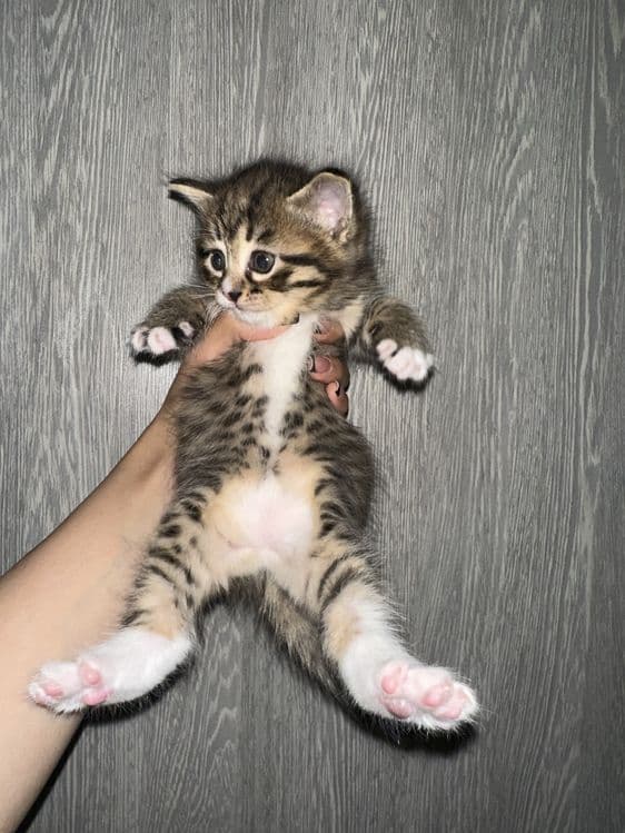 Красивые котята в добрые руки — 3