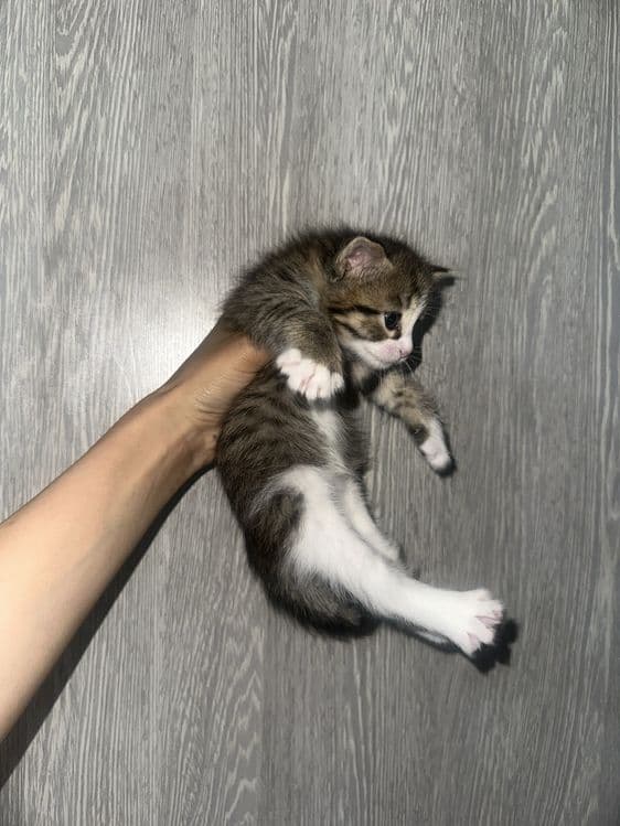 Красивые котята в добрые руки — 4