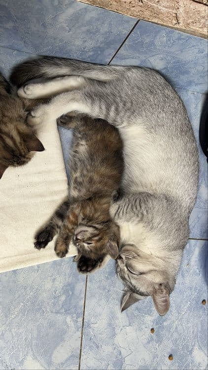 4 oylik erkak Silver Tabby mushukcha — 2