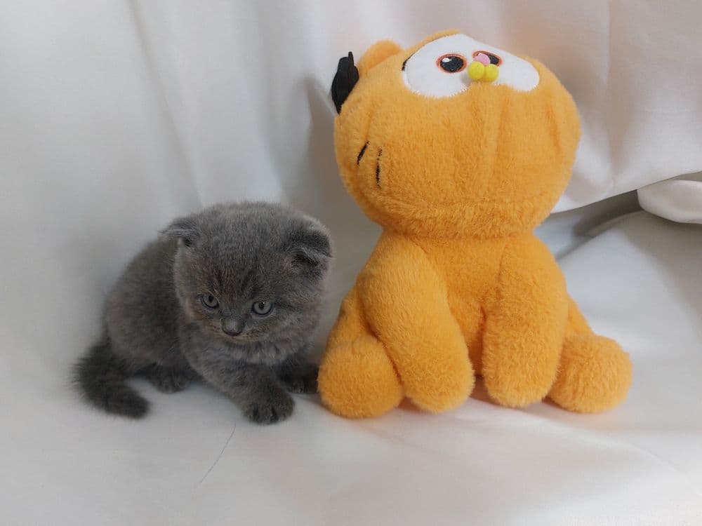 Продаётся котёнок скоттиш фолд мальчик — 2
