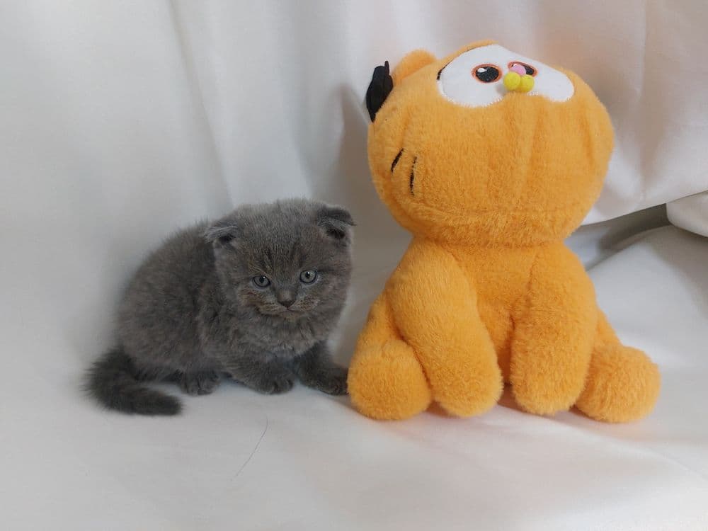 Продаётся котёнок скоттиш фолд мальчик — 3